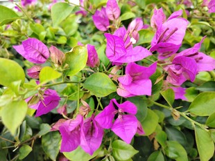 艳丽三角梅绽放