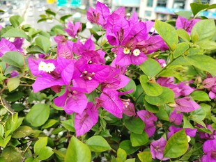 艳丽三角梅绽放