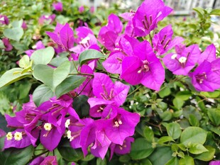 艳丽三角梅绽放