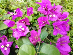 艳丽三角梅绽放