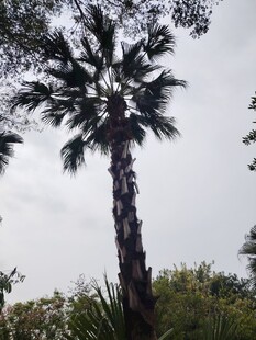 高大挺拔的单棵棕榈树