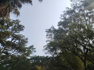 仰视茂密树林树冠