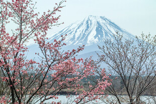 富士山下烂漫樱花绽放