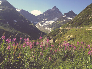 山间绽放的绚烂紫色野花