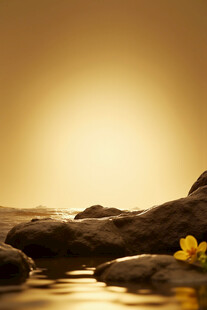夕阳下的水边岩石与花朵