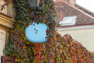 爬满藤蔓的古朴墙面邮箱