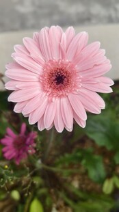 粉色非洲菊特写