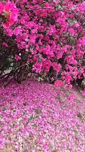 三角梅 落地花瓣