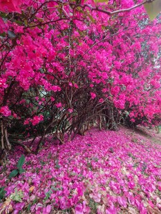 三角梅 繁花似锦落花铺地的美景