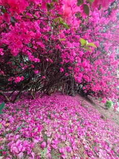 繁花铺地 烂漫春日景象