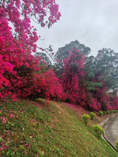 山坡上绚烂的三角梅