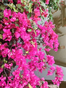 艳丽三角梅装点户外景致