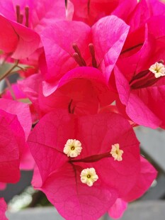 艳丽三角梅绽放