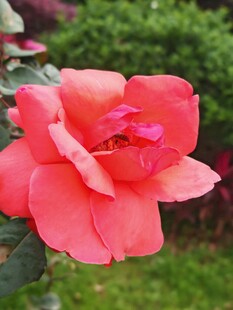 娇艳盛开的粉红色月季花