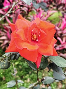 娇艳红玫瑰绽放于花丛