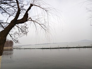 湖畔垂柳