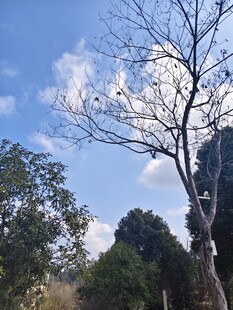 蓝天映衬下的光秃树木