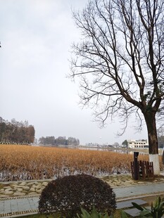 冬日旷野旁的树木景观