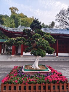 中式庭院中的精致盆景