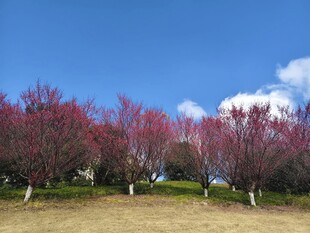 春日烂漫桃林美景