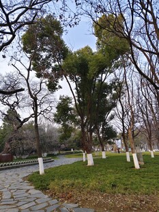 春日公园林间小道景致