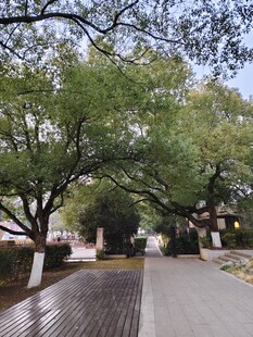 林荫下的静谧步道