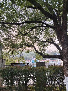 繁茂大树下的城市景象