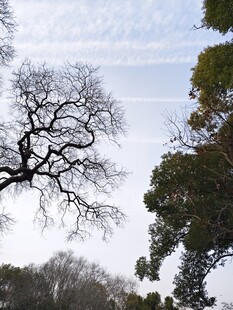 枯树傲立蓝天绿树间