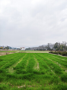翠绿田野 田园风光