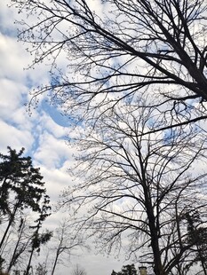 冬日枯树与蓝天白云景象