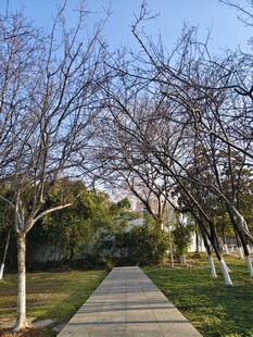 冬日林间幽静小道