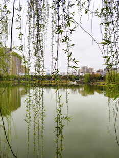 湖畔垂柳映碧水