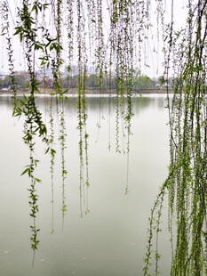 垂柳映湖景  春日悠然意