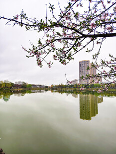湖畔春花与高楼倒影