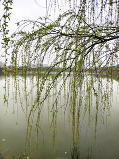 湖畔垂柳 春日柔情