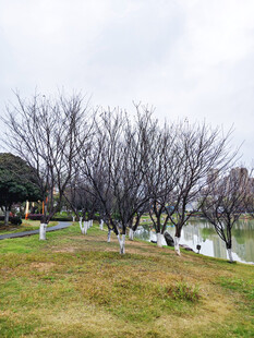 冬日草地旁的光秃树木