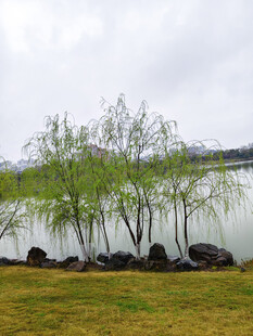 湖畔垂柳 春日景致