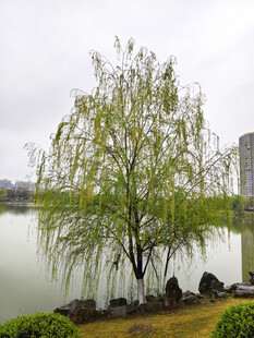 湖畔垂柳