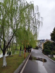 雨后垂柳下 休闲步道