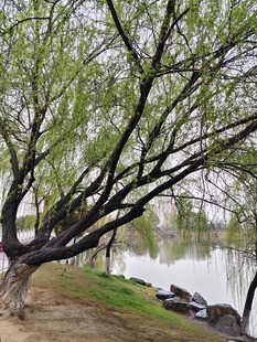 湖畔垂柳 尽显春日风情