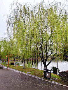 春日湖边垂柳景致