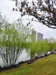 湖畔柳绿春景