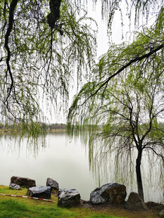 湖畔垂柳 静谧自然风光