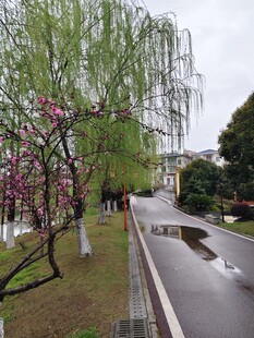 雨后河畔花红柳绿