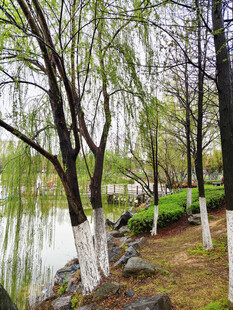 湖畔垂柳 春日景致