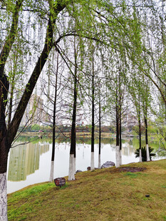 春日湖畔垂柳美景