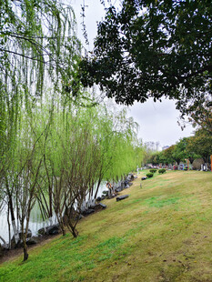 河畔垂柳