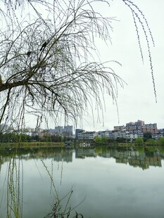 湖畔垂柳映景
