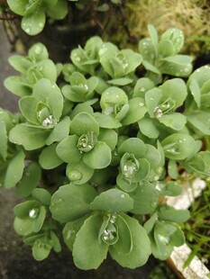 翠绿多肉植物清新小景