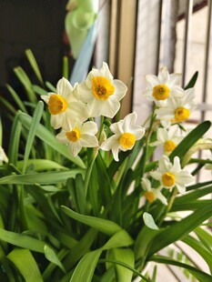 清新水仙绽放绿意间